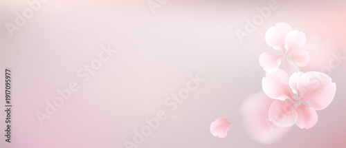 Delicate pink blossoms gently floating against a soft pastel background.