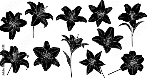 Beautiful lily flower silhouette illustrations in black vector style, botanical floral collection for elegant design, wedding decor, spring nature artwork, and logo templates 