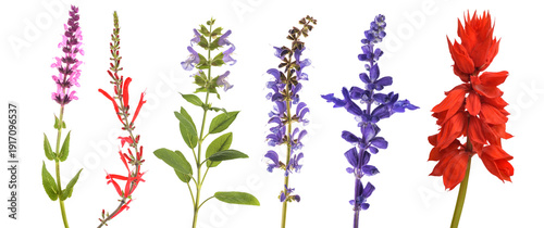 фотографія Varius sage flowers set