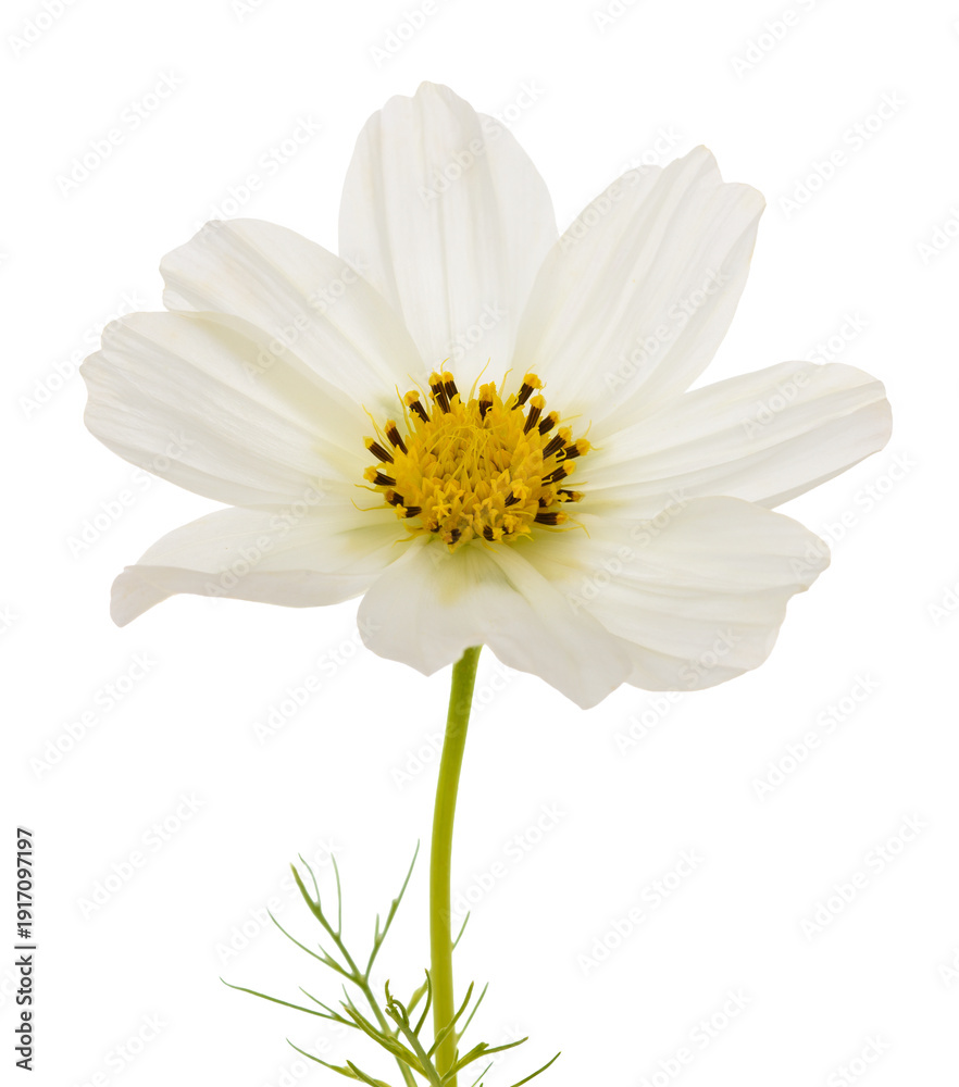 Naklejka premium White cosmos flower