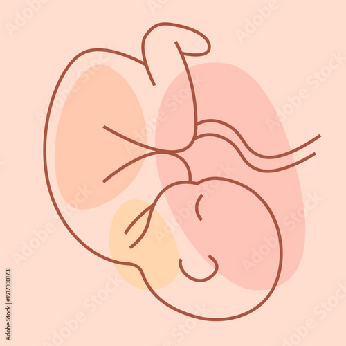 Fetus and pregnancy. Embryo. Prenatal human child with placenta symbol. Embryo sign. Vector illustration