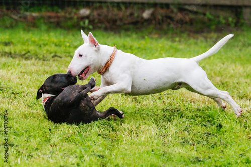 Photography Two mini bull terriers wrestling and playing