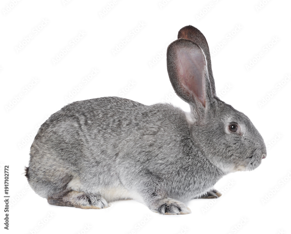 Obraz premium Cute fluffy Easter bunny isolated on white