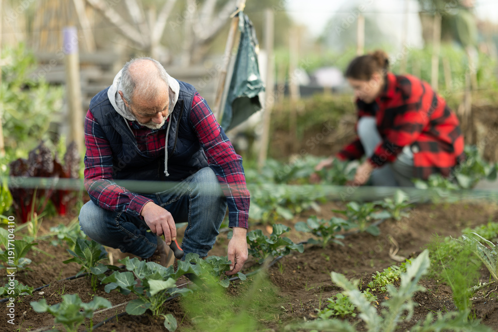 Fototapeta premium Senior man works in garden, takes care of plants in garden. Gardener cultivates plants of cabbage, broccoli or cauliflower.