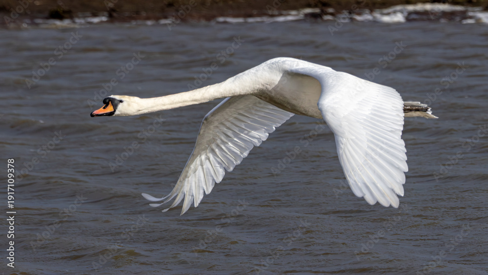 Fototapeta premium Mute swan looking majestic and graceful in flight.