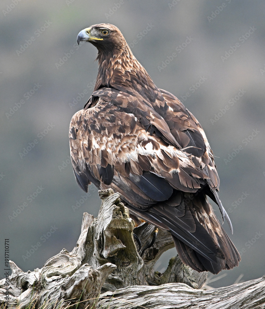 Fototapeta premium a powerful golden eagle in the mountain on spain