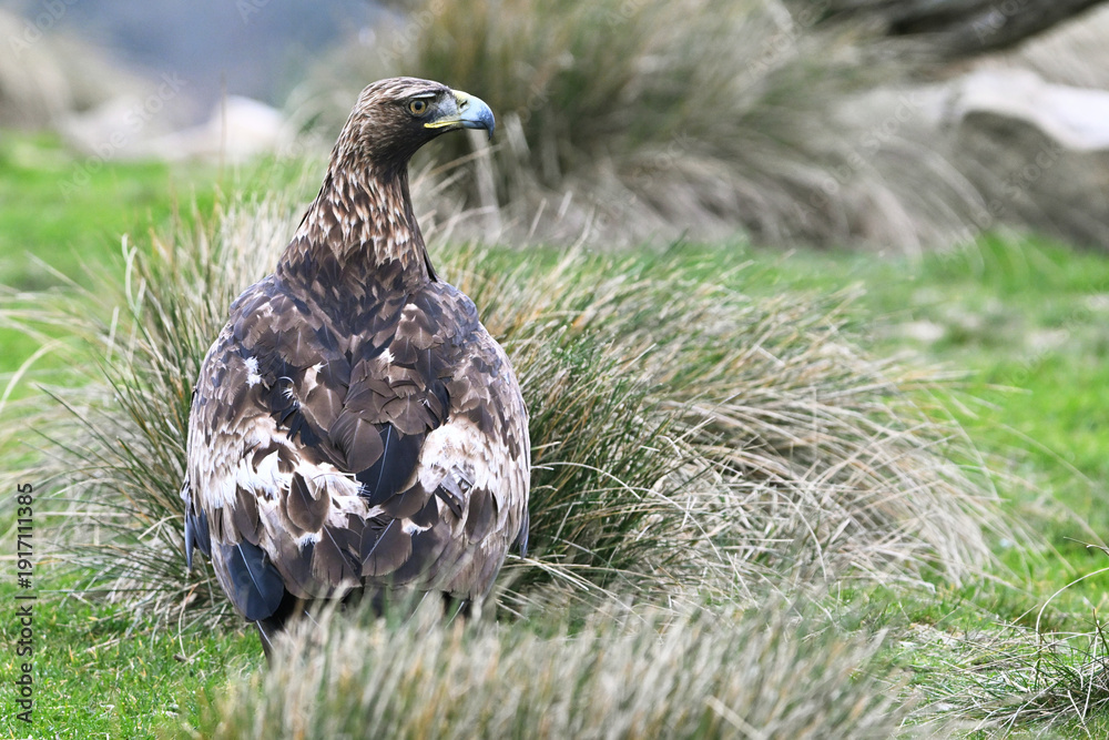 Fototapeta premium a powerful golden eagle in the mountain on spain