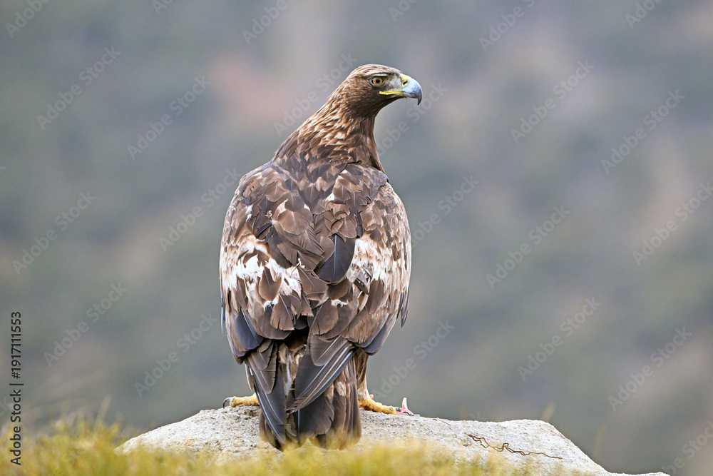 Fototapeta premium a powerful golden eagle in the mountain on spain