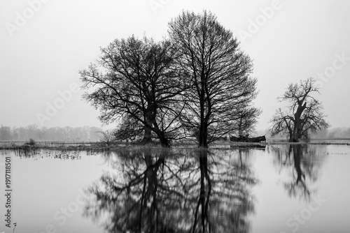 Wallpaper Mural Landscape in the park. Old trees, black and white photography. Torontodigital.ca