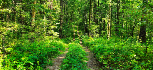 country road in the forest