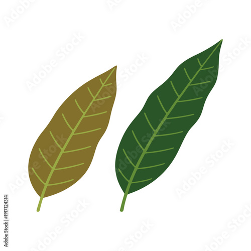 Set of green and brown mango leaves vector illustration for botanical study.