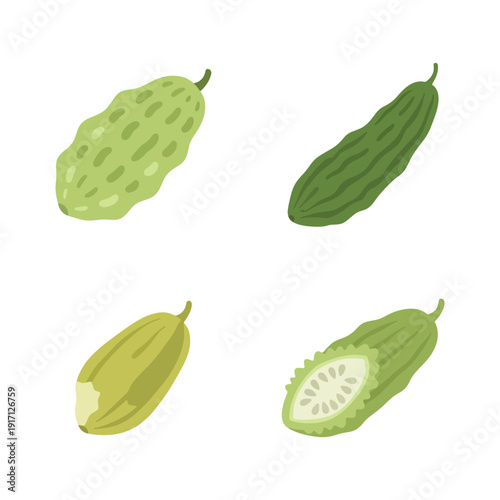 Set of green bitter melon and gourd vegetable vector illustration for herbal food.