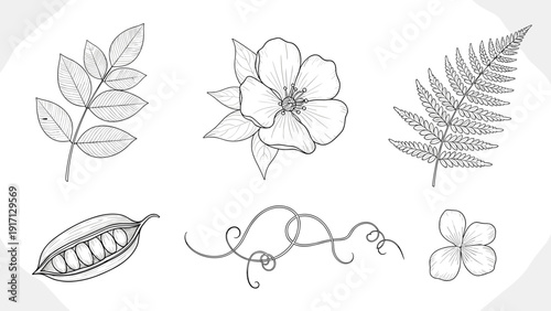 Collection of various botanical illustrations including leaves and flowers