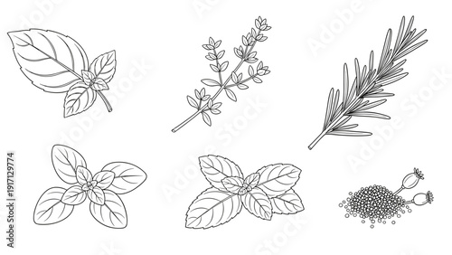 A set of various herb leaves and flowers illustrations