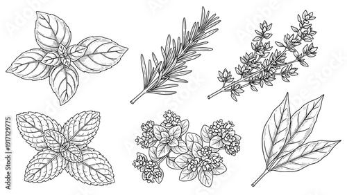 Black and white illustration of various herbs and leaves