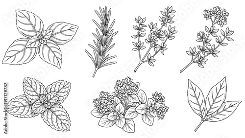 A set of various herbs and leaves for cooking and culinary use