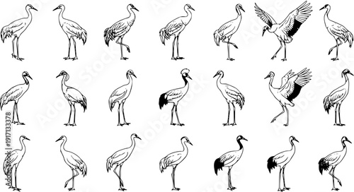 Crane Compilation: Diverse Ink Illustrations of Elegant Birds in Various Poses