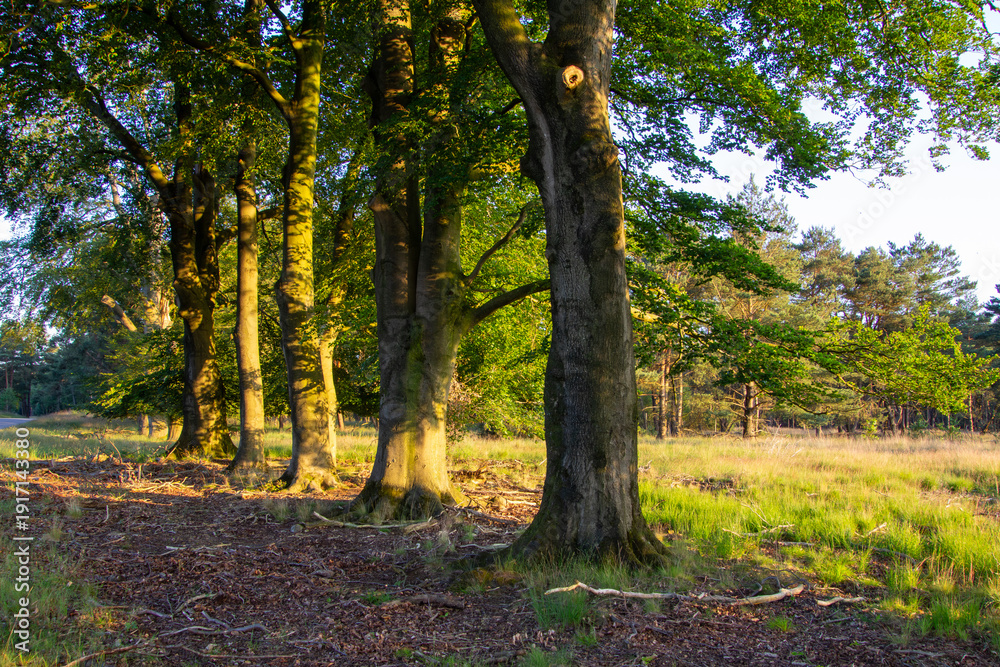 Fototapeta premium Landscape with sunset on the Veluwe