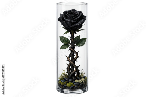 Black rose with green leaves and twisted thorns encased in a glass cylinder against a transparent background