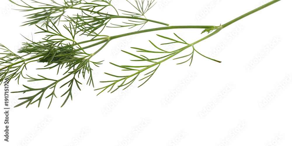 Obraz premium Detailed Fresh Dill Plant Branches with Delicate Foliage Leaves isolated on a transparent background