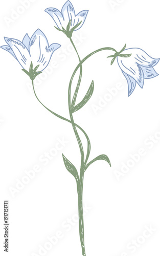 Bellflower Stem Sketch
