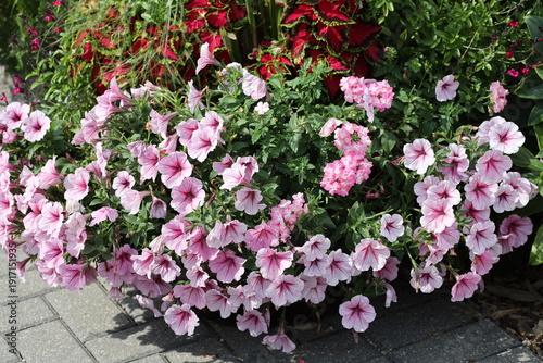 Wallpaper Mural dense bouquet of pink, white, red blossoms in summer sunshine (close-up) Torontodigital.ca