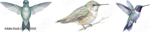 watercolor set of hummingbirds