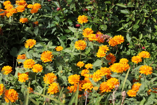 Foto plethora of bright orange blossoms above light green leaves in bright summer sun