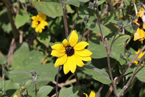 Quadro su tela large single blossom, bright yellow petals, dark brown center above light green