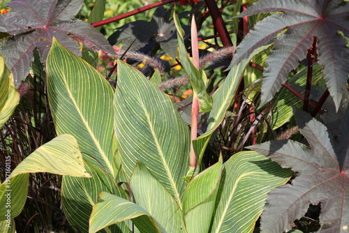 Schilderij op canvas large medium green leaves with yellow veins unfurling from pinkish stalk in summ