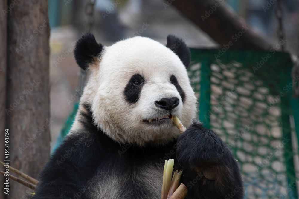 Obraz premium A Portrait of Sweet panda, Meng Er, Beijing, China