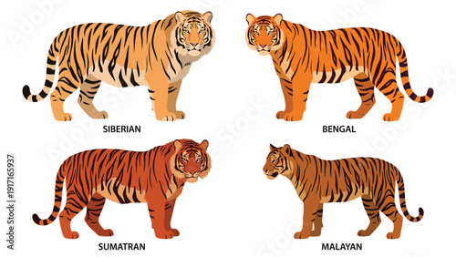 Four Tiger Subspecies Vector Illustration Set: Siberian, Bengal, Sumatran, Malayan Wildlife