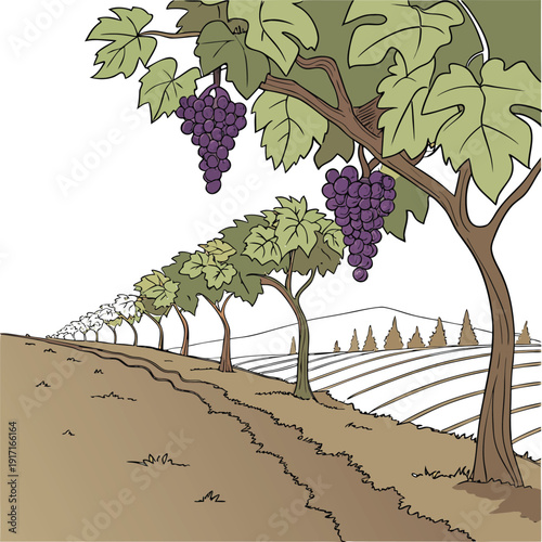 Abundant Vineyard Scene Highlighting Plump Grapes and Green Foliage.