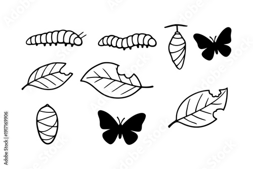 Lifecycle of a butterfly: caterpillars, cocoons, and butterflies with leaves