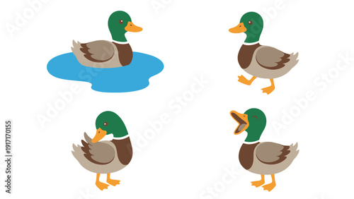 Cartoon Mallard Duck Actions Set. Cute Vector Illustrations of Duck Poses: Swimming, Walking, Preening, and Quacking.
