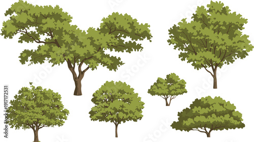 Green deciduous trees collection isolated on white background natural forest foliage botanical illustration set for landscape design garden planning and environmental artwork