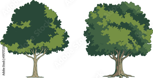 Large green oak trees isolated on white background dense leafy canopy botanical illustration for forest landscape design environmental concept and garden projects
