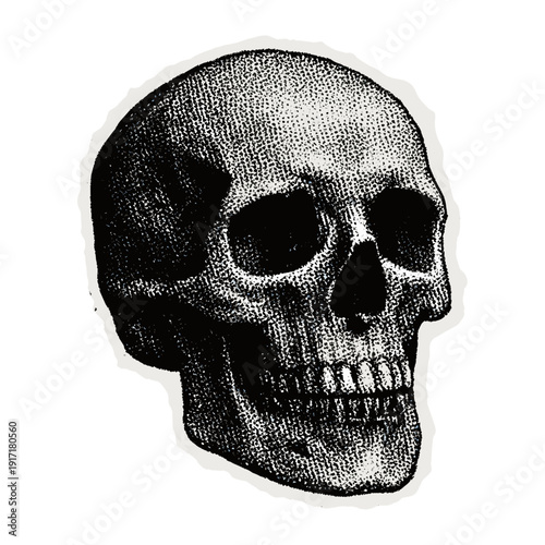 Vintage skull art illustration vector