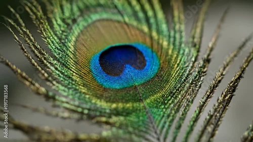Vibrant peacock feather with intricate eye detail and colorful plumage.