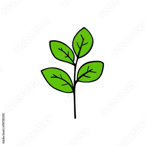 A small green plant with four leaves on a black background