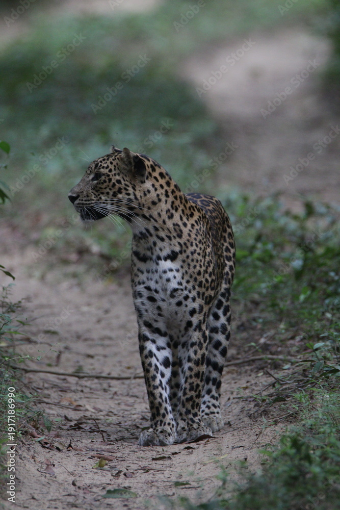 Fototapeta premium Sri Lankan Leopard in Wilpattu National Park, Sri Lanka 