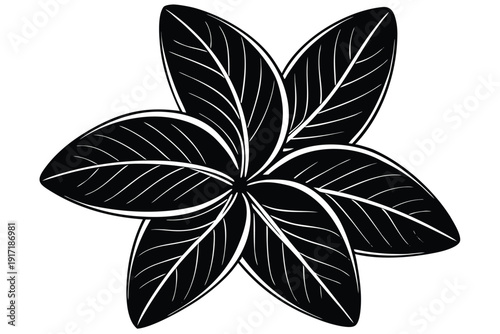 Elegant frangipani flower vector illustration on a clean white background, ideal for tropical and beauty themes.