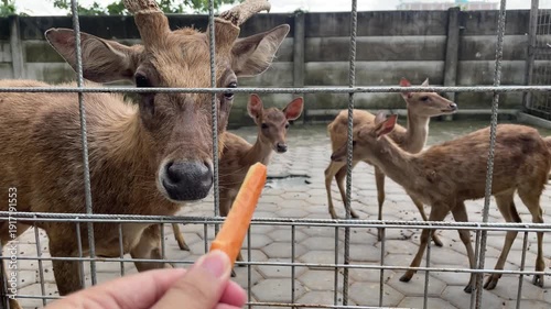 POV Close-up of Hand Feeding Carrot to Javan Rusa Deer Through Wire Fence in Captivity