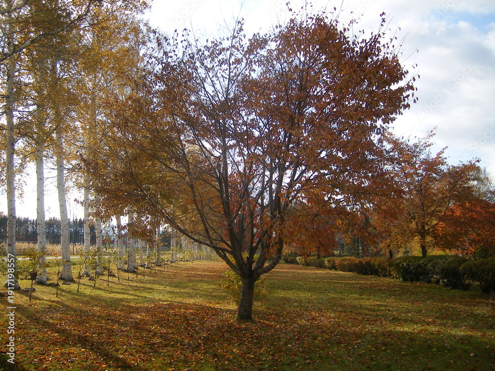 Fototapeta premium Beauty in autumn, Hokkaido agricultural experiment station