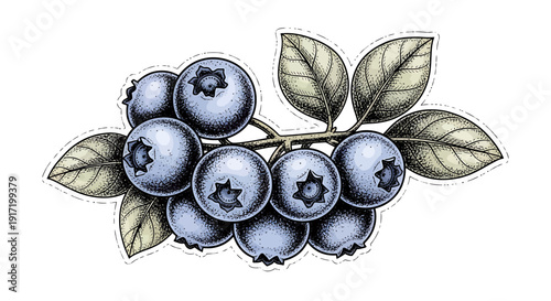 Hand-drawn Blueberry Branch with Leaves, Ink Sketch