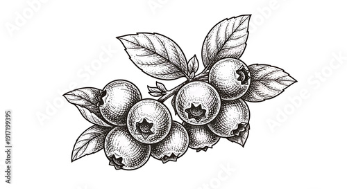 Hand-drawn Blueberry Branch with Leaves, Vintage Sketch Style