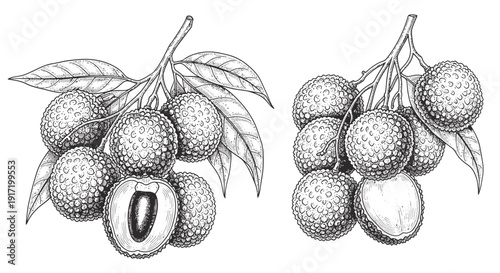 Litchi Fruit Illustration: Bunch of Lychees and Cut Litchi on Branches