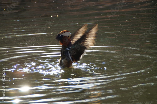 기지개 펴는 원앙새 