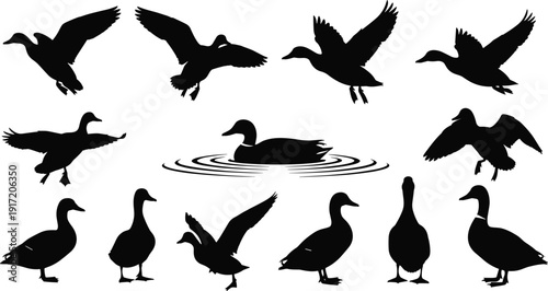 Collection of duck silhouettes in various poses including flying, swimming, standing, and landing, perfect for wildlife design, bird illustration, and nature projects.
