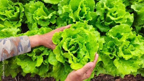 Canvastavla Fresh green leaf lettuce growing in an organic vegetable garden